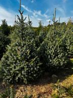 Picea Omorika – Servische spar | Particulier & Groothandel, Ophalen, Bloeit niet, Volle zon, Overige soorten