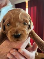 Labradoodle puppys, Dieren en Toebehoren, Rabiës (hondsdolheid), Overige rassen, 8 tot 15 weken, Meerdere
