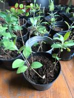 Kamperfoelie stekjes te koop, Tuin en Terras, Ophalen of Verzenden, Zomer, Volle zon