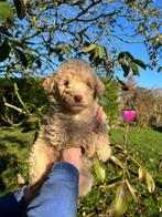 Labradoodle pups, 8 tot 15 weken, Labrador retriever, Meerdere, Meerdere dieren
