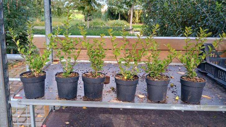 Ilex crenata Caroline upright. Japanse hulst, P9, Tuin en Terras, Planten | Tuinplanten, Vaste plant, Overige soorten, Halfschaduw