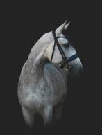 Aangeboden: 10-jarige lusitano, Dieren en Toebehoren, Hengst, Recreatiepaard, 7 tot 10 jaar