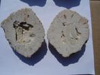 Araucaria mirabilis, fossilized pine cone, Ophalen of Verzenden, Fossiel