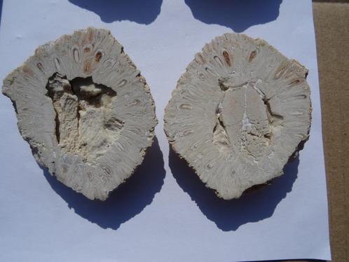 Araucaria mirabilis, fossilized pine cone, Verzamelen, Mineralen en Fossielen, Fossiel, Ophalen of Verzenden