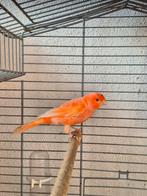 Kanarie, Dieren en Toebehoren, Mannelijk