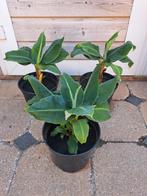 🪴 NOG 2 x BANANENPLANT IN POT PLANT KAMERPLANT TUINPLANT🍌, Minder dan 100 cm, Volle zon, In pot, Overige soorten