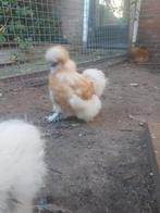 Usa zijdehoen hennetjes, Vrouwelijk, Kip