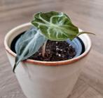 Alocasia Venom (zeldzaam) met 2 bladeren, Ophalen of Verzenden