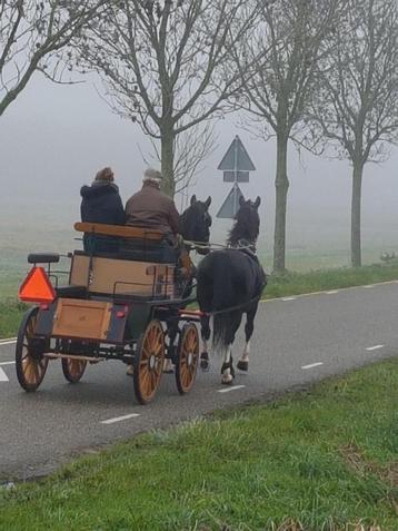Twee &  enkelspantuig voor tuigpaarden beschikbaar voor biedingen