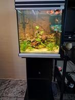 Aquarium aquatlantis 150 liter 50x50x60 met standaard., Vis, Zoetwatervis, Schoolvis