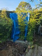 Voordelige zwarte bamboe struiken, Tuin en Terras, Planten | Struiken en Hagen, Ophalen, Bamboe, Struik, 100 tot 250 cm