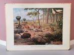 Vintage schoolplaat Australische dierenwereld / Karpaten, Ophalen, Natuur en Biologie