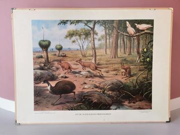 Vintage schoolplaat Australische dierenwereld / Karpaten  beschikbaar voor biedingen