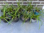 Siergras Carex Irish Green, Vaste plant, Siergrassen, Ophalen of Verzenden, Bloeit niet