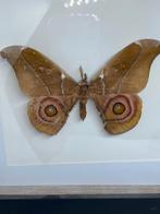 vlinder Antherina Suraka, Ophalen of Verzenden, Nieuw, Insect, Opgezet dier