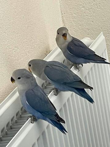 Lieve Jonge Gezonde Agapornis Dwergpapegai Eventueel met koo beschikbaar voor biedingen