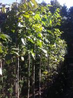 Juglans regia - Notenbomen okkerboom notenboom walnoot, Tuin en Terras, Planten | Bomen, Ophalen, Zomer, Volle zon, Overige soorten