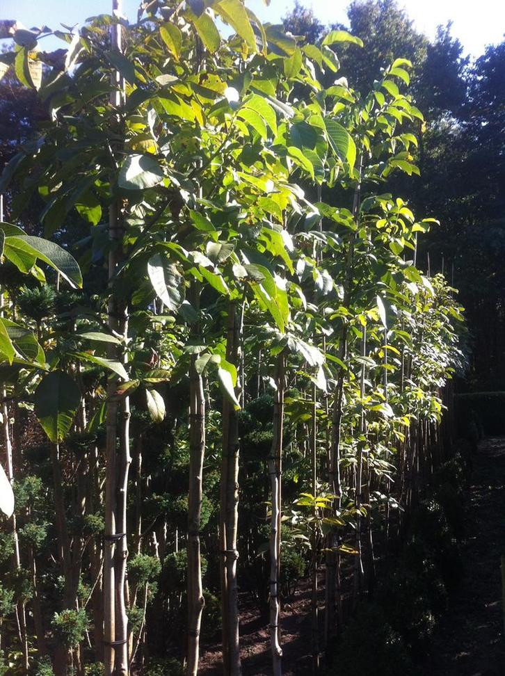Juglans regia - Notenbomen okkerboom notenboom walnoot, Tuin en Terras, Planten | Bomen, Overige soorten, Volle zon, Zomer, Ophalen