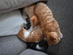 Deze mooie jongens zoeken een lief baasje., Kater, Kortharig, 0 tot 2 jaar