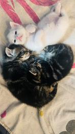 Kittens van 7 juni, Meerdere dieren, Kortharig, 0 tot 2 jaar
