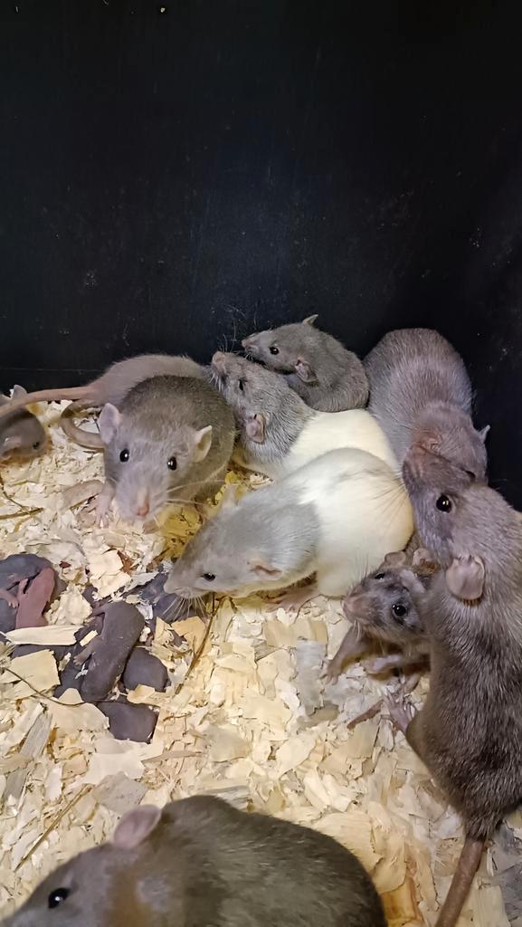 Hele mooie Silvermane rittens beschikbaar!, Dieren en Toebehoren, Knaagdieren, Meerdere dieren, Rat, Oktober