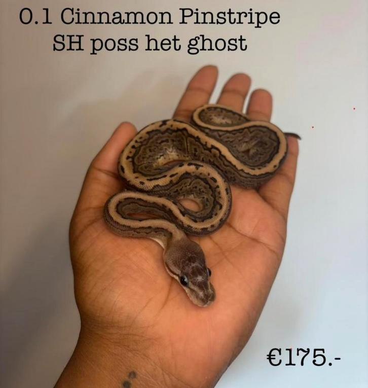 0.1 Cinnamon Pinstripe Scaleless head poss het ghost NK25