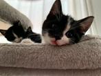 3 kittens te koop van bijna 8 weken oud in Den Haag, Dieren en Toebehoren, Katten en Kittens | Overige Katten, Poes