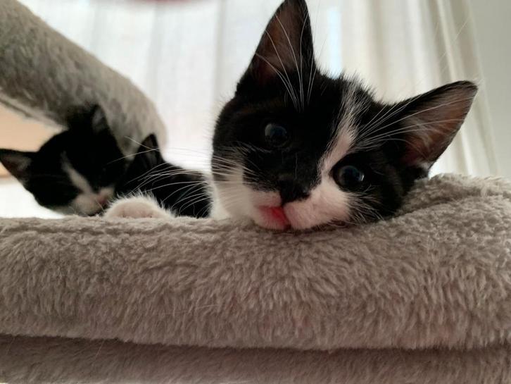 3 kittens te koop van bijna 8 weken oud in Den Haag, Dieren en Toebehoren, Katten en Kittens | Overige Katten, Poes