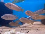 Mbuna cichlide ( 10 stuks ), Dieren en Toebehoren, Vissen | Aquariumvissen, Vis, Zoetwatervis