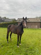 Lieve merrie te koop, Dieren en Toebehoren, Paarden, Merrie, Gechipt, Dressuurpaard, Zadelmak