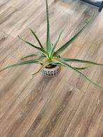 aloë vera plant, Huis en Inrichting, Kamerplanten, Ophalen, Overige soorten