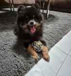 Prachtige pomchi pup te koop, Dieren en Toebehoren, Honden | Chihuahua's en Gezelschapshonden, Rabiës (hondsdolheid), Reu, 8 tot 15 weken