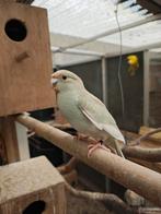 Kakarikies, kakarikie, Meerdere dieren, Parkiet, Geringd