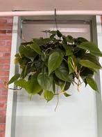 Philodendron scandens, Ophalen of Verzenden, Halfschaduw, Minder dan 100 cm
