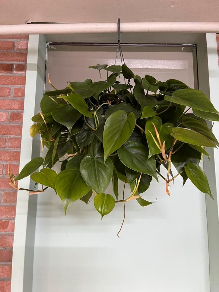 Philodendron scandens, Huis en Inrichting, Kamerplanten, Minder dan 100 cm, Halfschaduw, Ophalen of Verzenden