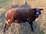 Te koop: mooie zwoegervrije bonte dekram, Mannelijk, Schaap, 0 tot 2 jaar