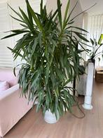 Grote Yucca plant met pot, Ophalen, Overige soorten, 150 tot 200 cm