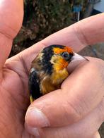 Parva putter gele pop van 2024, Vrouwelijk, Wildzangvogel