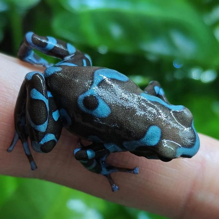 Dendrobates auratus 'Superblue', Dieren en Toebehoren, Reptielen en Amfibieën, Amfibie, 0 tot 2 jaar