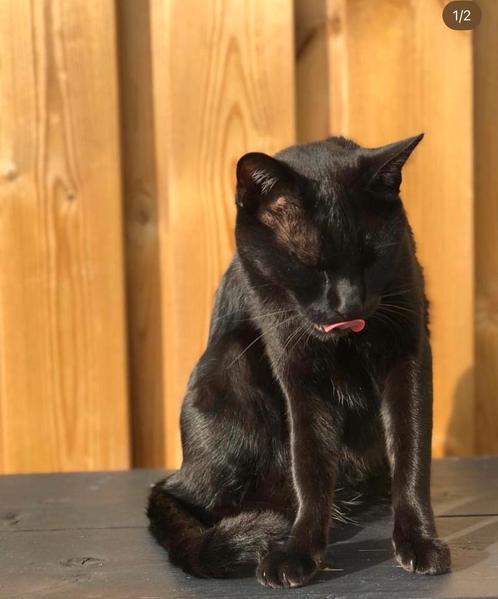 Lieve kat Bagheera zoekt een nieuw thuis met tuin, Dieren en Toebehoren, Katten en Kittens | Raskatten | Korthaar, Kater, 6 jaar of ouder