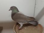 Kleurpostduif kleurpostduiven, Dieren en Toebehoren, Vogels | Duiven, Vrouwelijk, Postduif