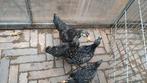 Zilver gezoomde kriel Barnevelders, Dieren en Toebehoren, Pluimvee, Vrouwelijk, Kip