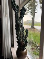 3 Cactussen inclusief pot, Volle zon, Vaste plant, Bloeit niet, Ophalen
