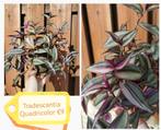 Tradescantia Quadricolor plant, Huis en Inrichting, Kamerplanten, Ophalen