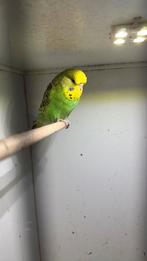 Engelse grasparkieten, Dieren en Toebehoren, Meerdere dieren, Parkiet