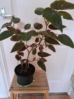 Grote begonia, Huis en Inrichting, Kamerplanten, Ophalen, Overige soorten, Minder dan 100 cm