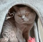 Prachtige Lieve Dekkater Brits Korthaar, 3 tot 5 jaar