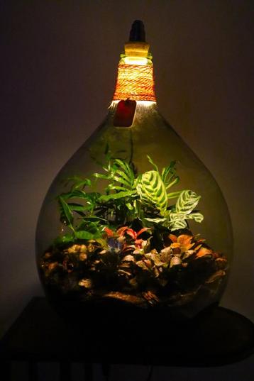 XL Ecosysteem/planten terrarium/flessentuin met lamp