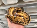 1.0 Pastel Piebald ball python te koop, Dieren en Toebehoren, Reptielen en Amfibieën, Slang, Tam, 0 tot 2 jaar