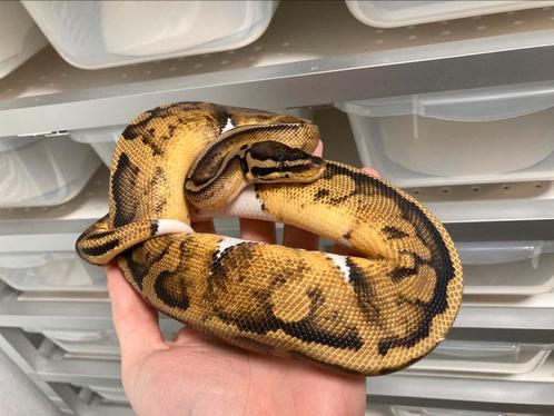 1.0 Pastel Piebald ball python te koop, Dieren en Toebehoren, Reptielen en Amfibieën, Slang, 0 tot 2 jaar, Tam